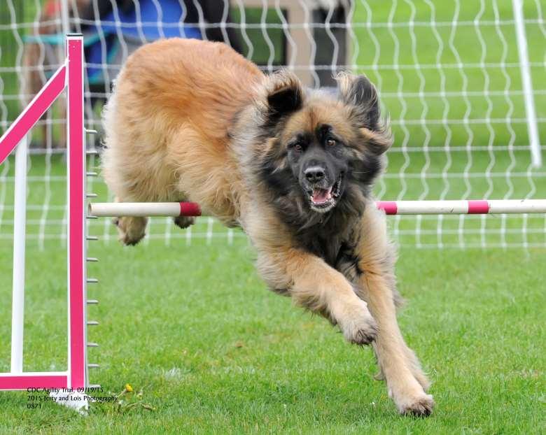 PACH Dog Leonberger Enya Handled by: Julie Strauss Owned by: