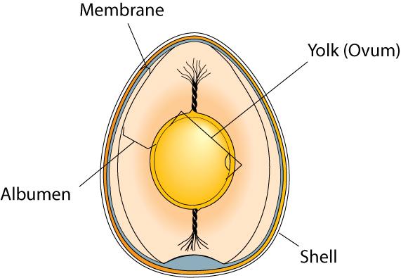 Introduction to Poultry Production The infundibulum is the funnel-shaped upper yolk from the ovary. The yolk spends about 15 minutes in the infundibulum.