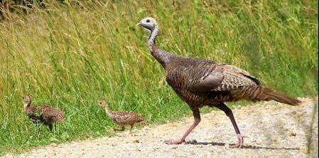 Like most game birds, wild turkeys are very dependent on reproduction to add new individuals to the population.