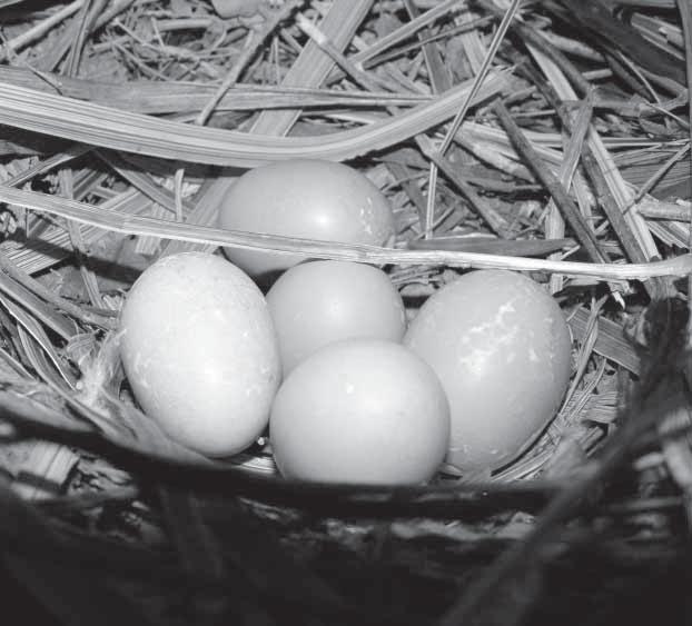 never hatched were the first and last laid, which makes the adjusted incubation period 16-19 days.