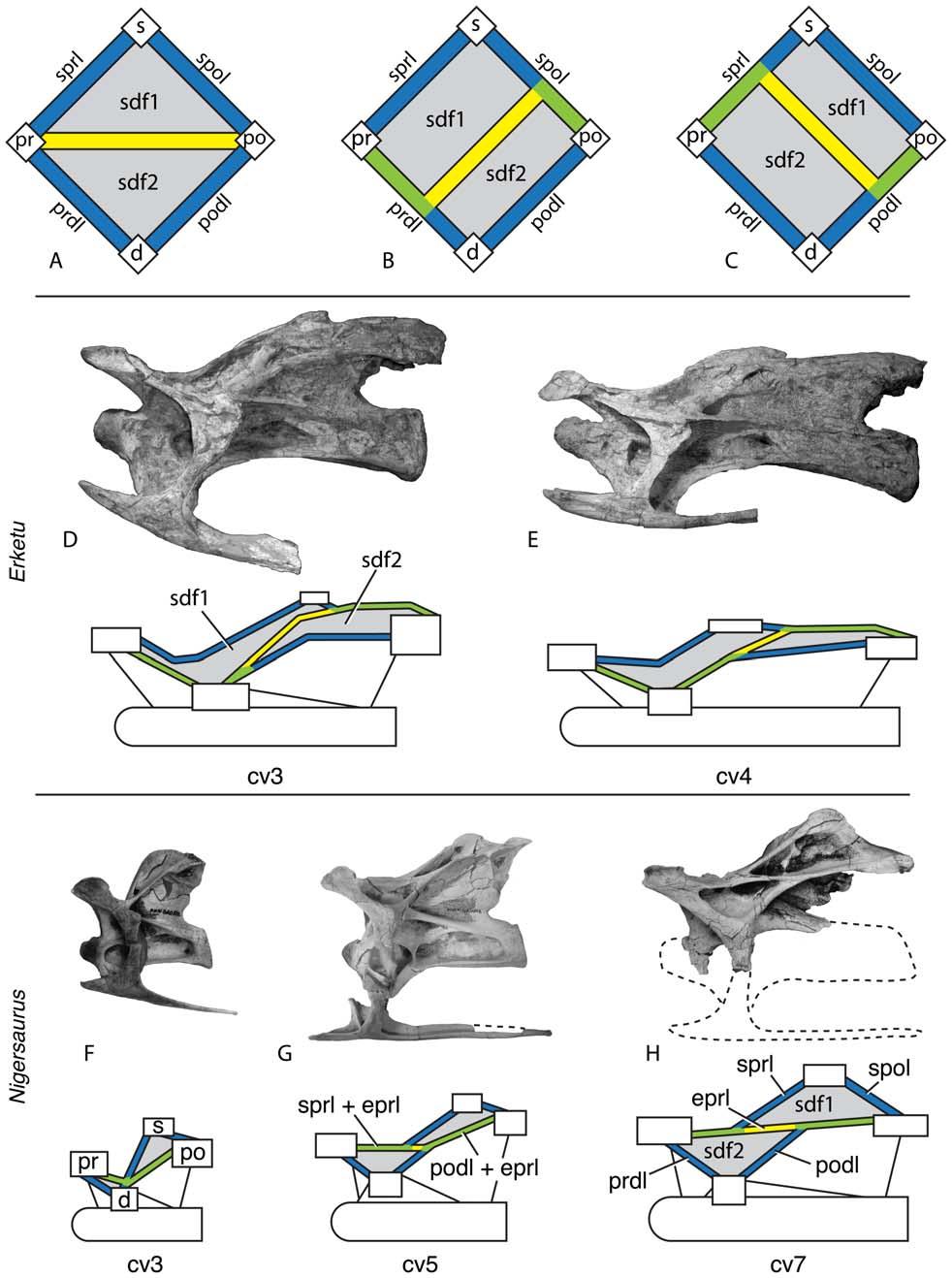 Figure 6. Variable development of the epipophyseal-prezygapophyseal lamina (eprl) and the divided spinodiapophyseal (sdf) in cervical vertebrae.
