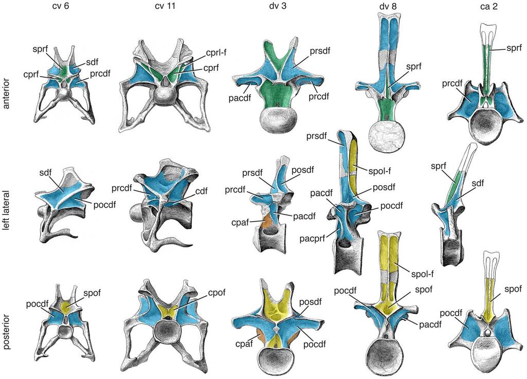 dorsal vertebrae, the neural spine is anteroposteriorly compressed, and the sprl is reduced or absent.