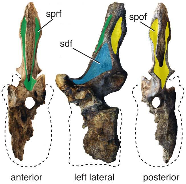 presacral neural spines, altering the expression of the sprf and spof. The cervical vertebrae of Apatosaurus have deep, well-defined diapophyseal e (sdf, cdf, prcdf, pocdf).