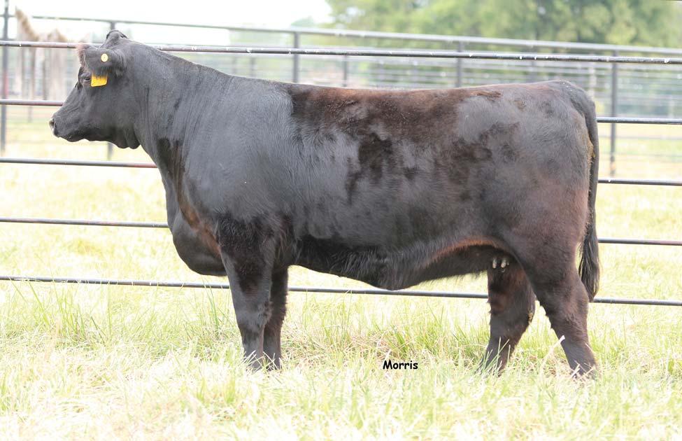 lot 8 MCBN Blackeyed Bette 410B Lim-Flex [62] Cow Double Poled Double Black 02.03.