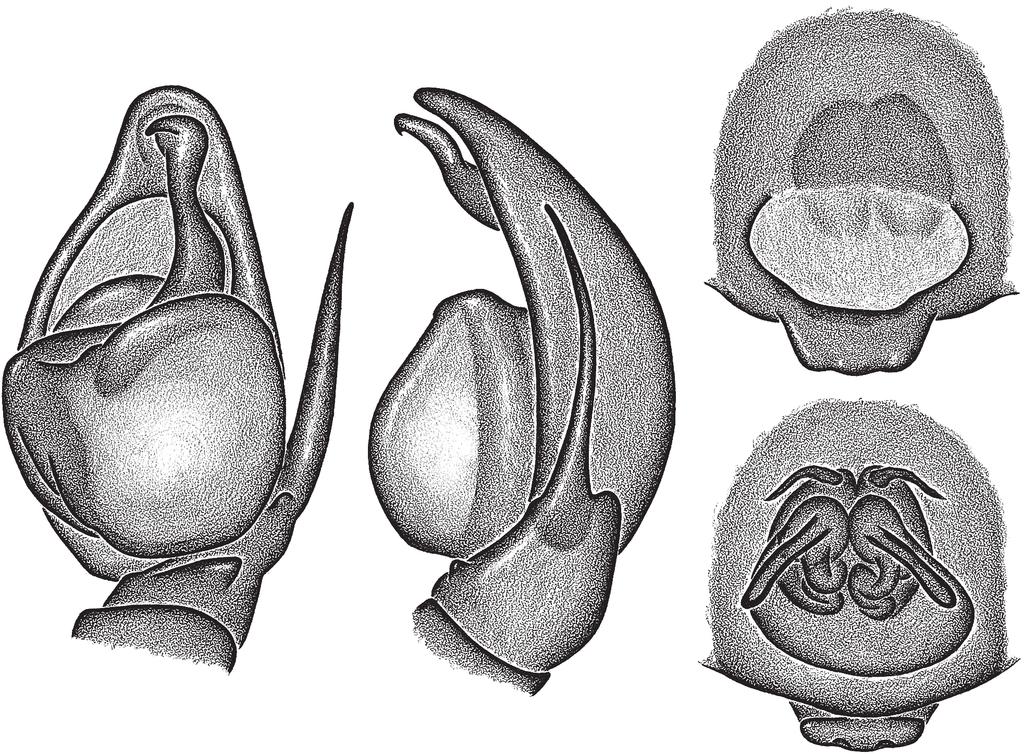 354 G. R. S. Ruiz & A. D. Brescovit 11 9 10 12 Figures 9-12. Capeta cachimbo sp. nov.: (9) male palp, ventral view, (10) retrolateral view; (11) epigynum, ventral view; (12) dorsal view.