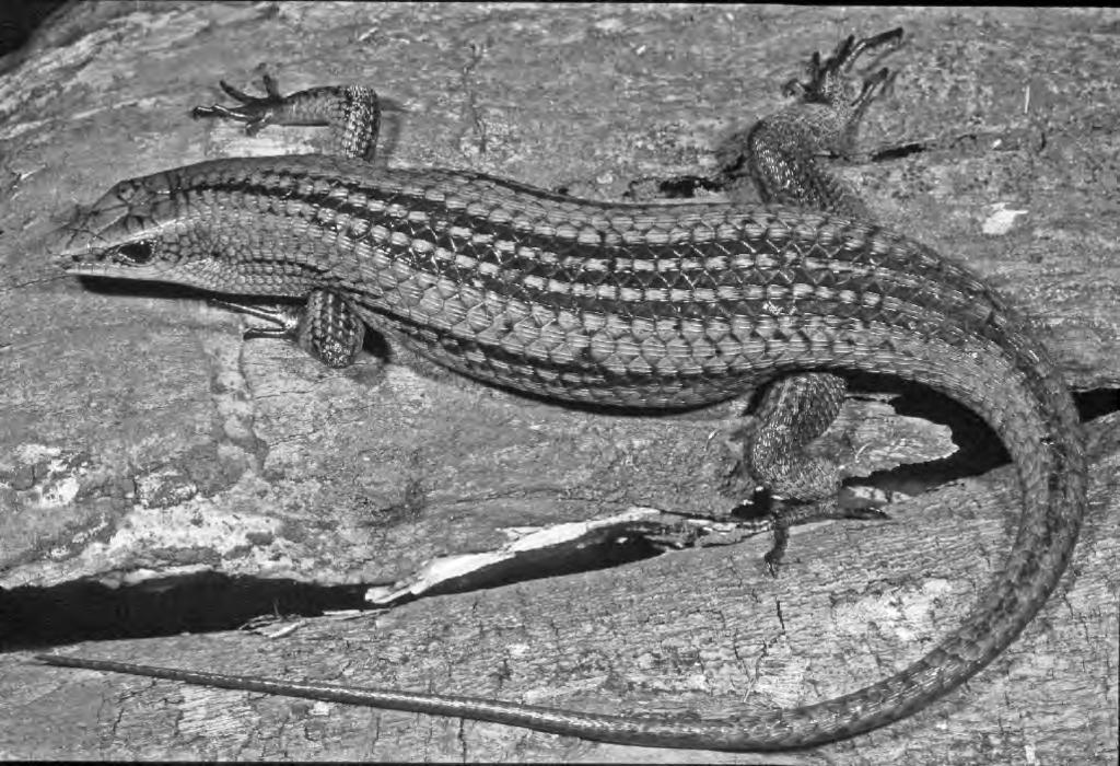 606 S. D. HOWARD ET AL. FIG. 2. Eutropis grandis in life (photograph by G. Gillespie 2002). Description of holotype. Male with complete tail; SVL 136.13 mm; tail length 218.