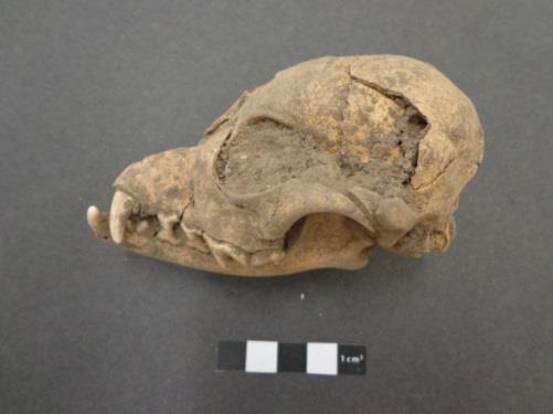 Image 8: Right: Skull of dog from Context # 5153 Left: Partial skeleton of dog from context # 5153 Cat Cat bones account for 0.51% of the total NISP with 9 elements weighing 33g or 0.