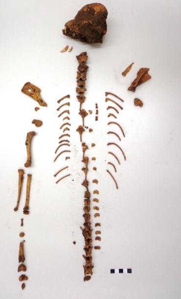 A cranium that is about 90% complete allows for comparative measurement and analysis (Image 11). All of the bones were fused suggesting that they are from adult individuals.