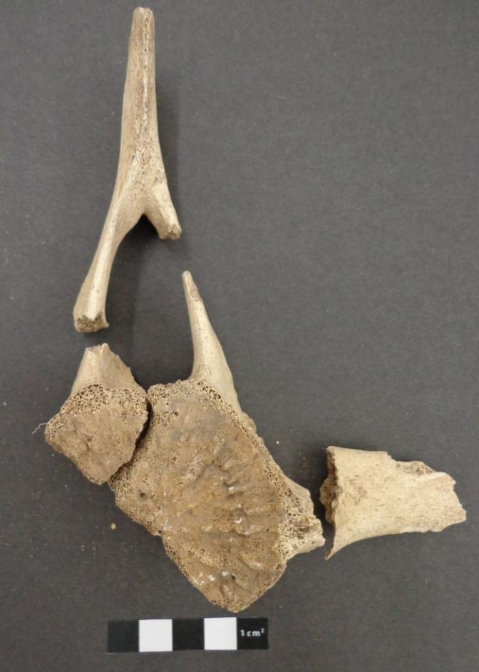 Image 10: Small cetacean vertebra fragments Seal The tibia of a seal was found in two pieces (Image 13).