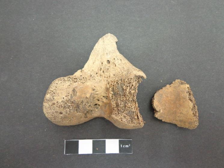 Human Remains The distal end of human femur was identified in the skeletal remains (Image 14).