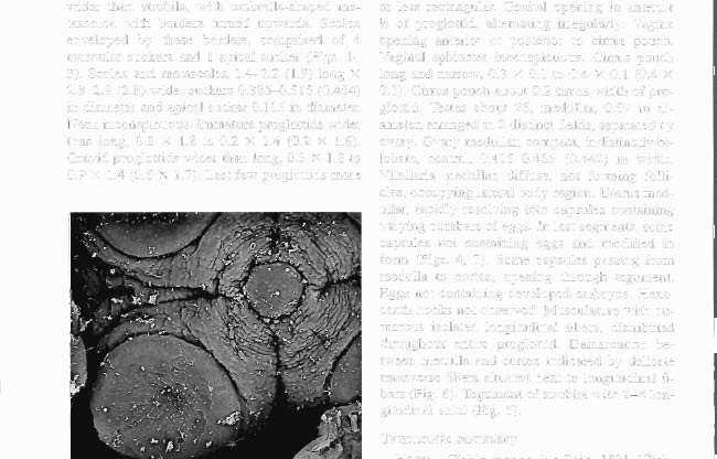134 JOURNAL OF THE HELMINTHOLOGICAL SOCIETY OF WASHINGTON, 66(2), JULY 1999 Figures 1, 2. SEM photomicrographs of Sciadocephalus inegalodiscus Diesing, 1850. 1. Small specimen (entire). 2. Scolex and metascolex.