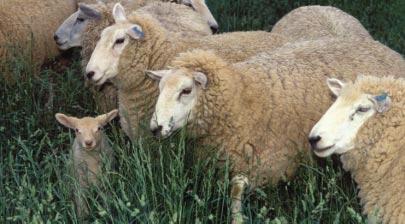 In Western States like Idaho and Utah, where livestock usually graze on open rangelands, lambs and calves are especially vulnerable to predators.