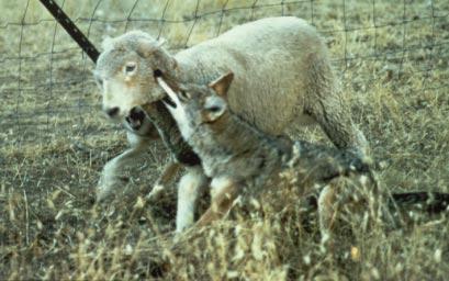 When trying to determine what type of predator killed a sheep, WS specialists look to the carcass for clues. Coyotes are known for grabbing sheep at the throat in order to crush the animal s trachea.