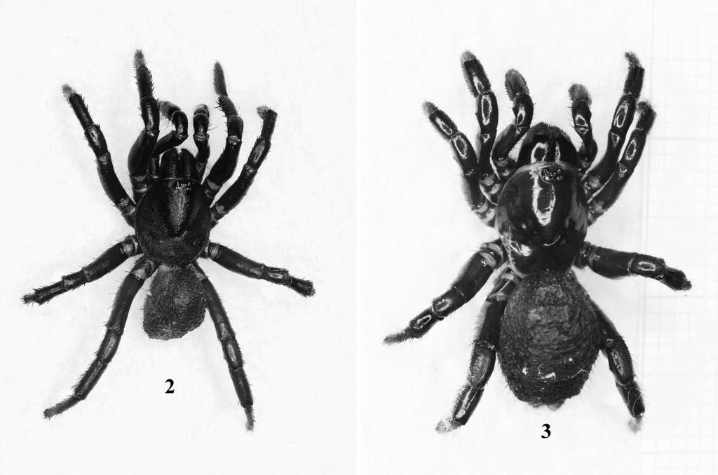 330 THE JOURNAL OF ARACHNOLOGY Figures 2, 3. Ummidia algarve n. sp. 2. male, note the dull granulated carapace. 3. female, note the shiny polished carapace.