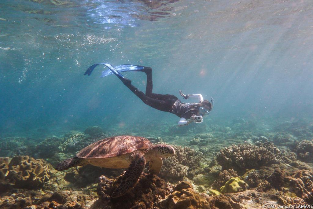 Project: Apo Island Turtle Project Location: Apo Island, the Philippines Starting date: Year-round Cost per month: 450 USD Key requirements: Freediving skills to 7 m, able to work long hours at sea,