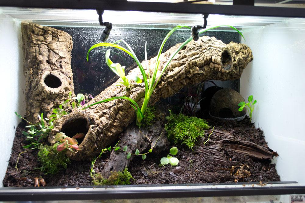 Planting Again, this is your choice really. However do make sure that the plants you chose don't quickly outgrow the viv, and that they will be ok in high humidity.
