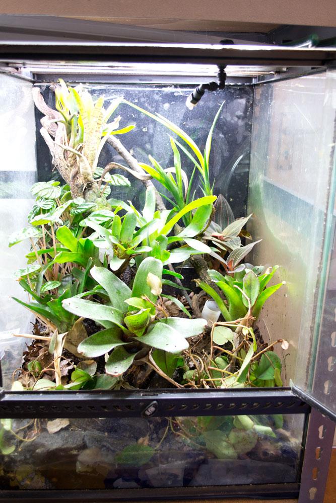 Setting Up Your First Live Planted Vivarium