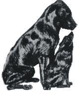 THE JOLLY DOG SCHOOL (Affiliated to KUSA) Secretary Ingrid Dinsmore 083 260 8801 1724 www.jollydogs.co.