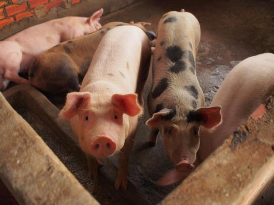Reducing antibiotic use in food animals: Status, challenges and initiatives in Vietnam Juan J.
