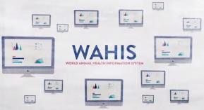 WAHIS today WAHIS is a secure online notification system whose main purpose is being a global and sensitive early warning system > 25 000 subscribers 116 listed diseases > 940 000