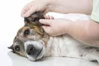 Ear Cleaning The key to healthy ears is to keep them clean check your dog s ears weekly. A slight amount of dirt or wax may be present in normal ears, and can be cleaned once a month.