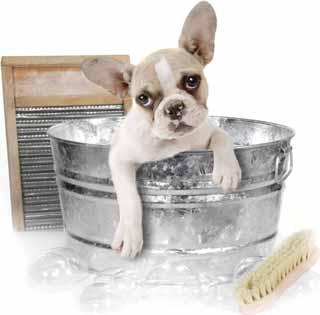 Grooming is an important part of your pet s health, and regular brushing and combing help remove dead hair, dirt, and prevent matting.