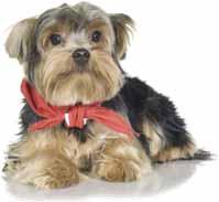 If your keep your pet s hair long, make sure you trim the hair around the feet and eyes Non-Shedding Breeds (like a Yorkie, Poodle, or Bichon) Brush daily with a pin brush Gently work out tangles and