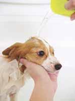 for larger pets. Outside hoses, while convenient, aren t the best alternatives as the water is so cold. Water should be lukewarm for shampoo to suds properly and for your dog s comfort.
