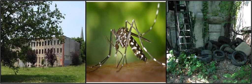 Mosquito-borne disease: models of