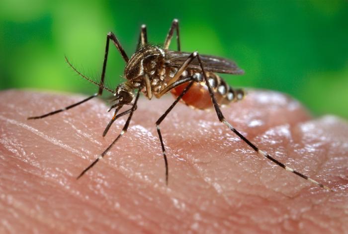 Mosquito-borne Diseases West Nile