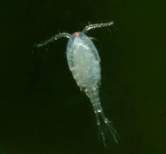 Copepods Cannibal mosquitoes