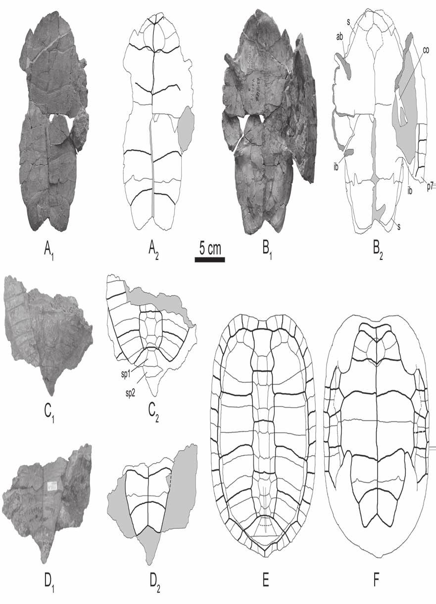 230 Danilov et al. Fig. 3. Elkemys australis (Yeh, 1974): A, B IVPP V3107.