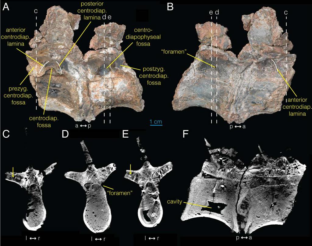 Fig 4. Sacral vertebrae of Archaeornithomimus (AMNH FARB 21790) and associated CT images. A, left lateral view; B, right lateral view; C E, select transverse sections; F, midsagittal section.