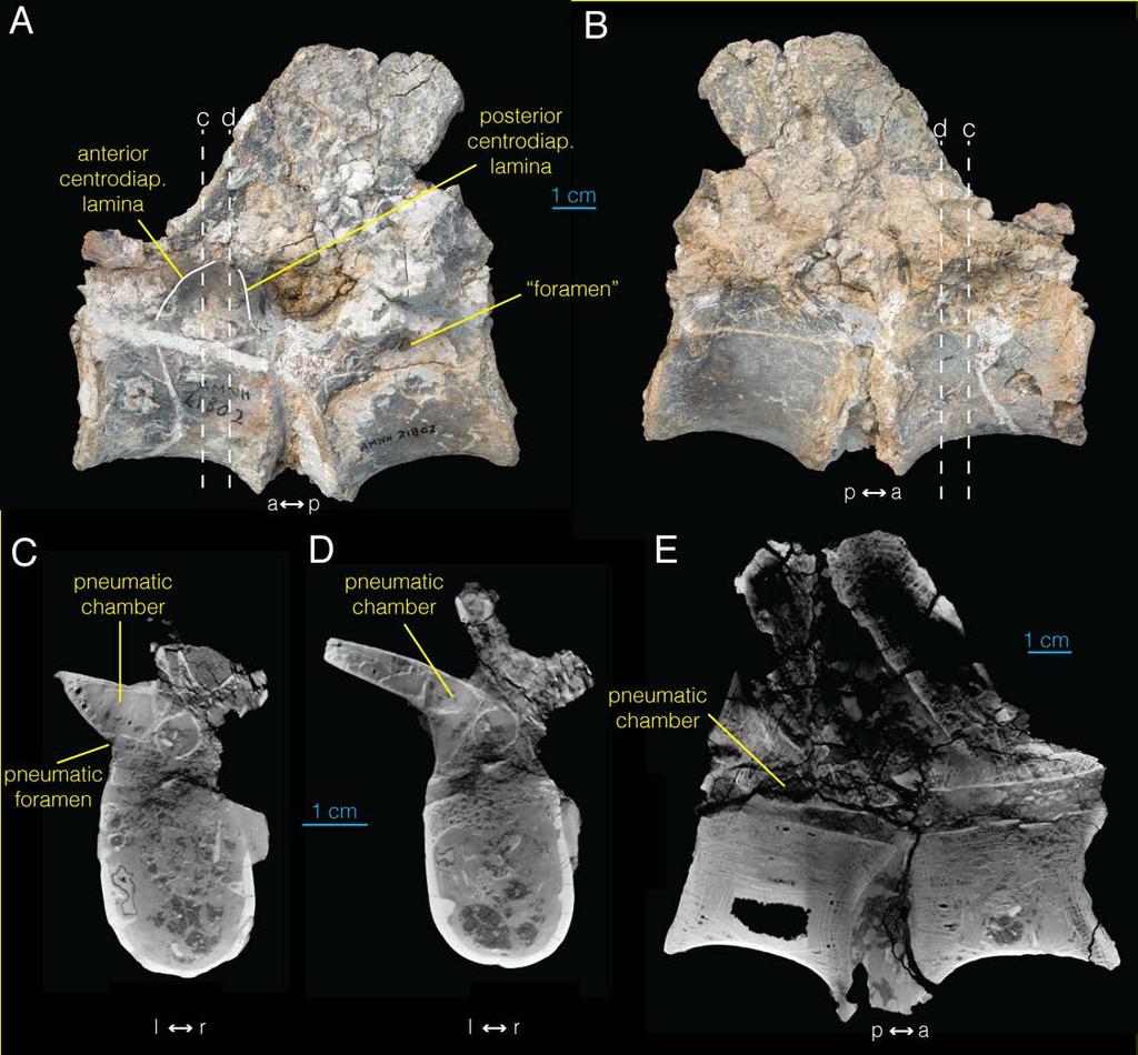 Fig 5. Proximal caudal vertebrae of Archaeornithomimus (AMNH FARB 21802) and associated CT images.