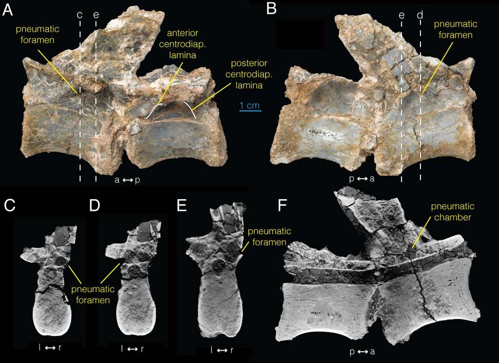 Fig 6. Proximal caudal vertebrae of Archaeornithomimus (AMNH FARB 21790) and associated CT images. A, left lateral view; B, right lateral view; C E, select transverse section; F, midsagittal section.