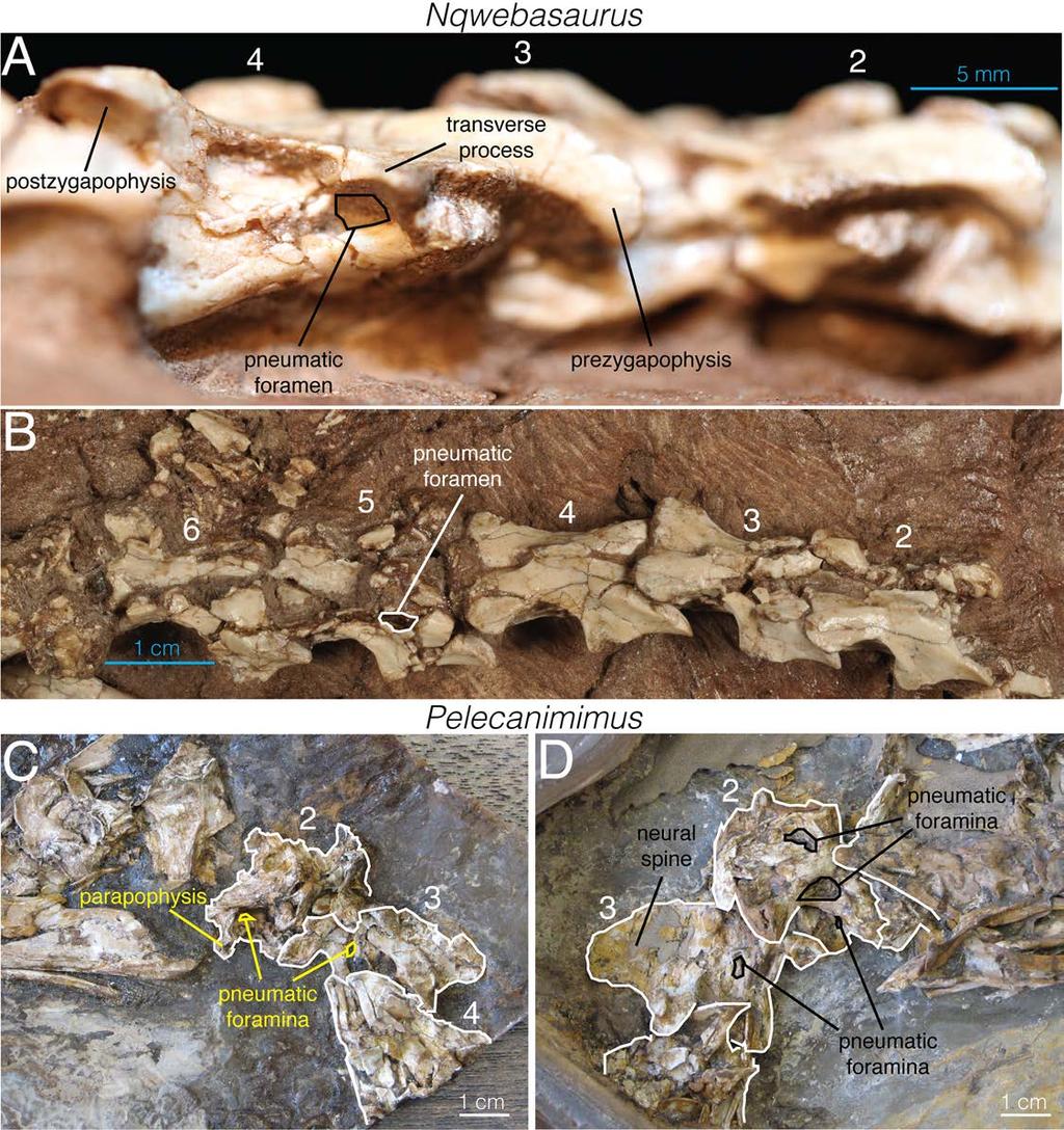 Fig 8. Cervical vertebrae of Nqwebasaurus (AM 6040) and Pelecanimimus (LH 7777). A, right lateral view; B, dorsal view of Nqwebasaurus.