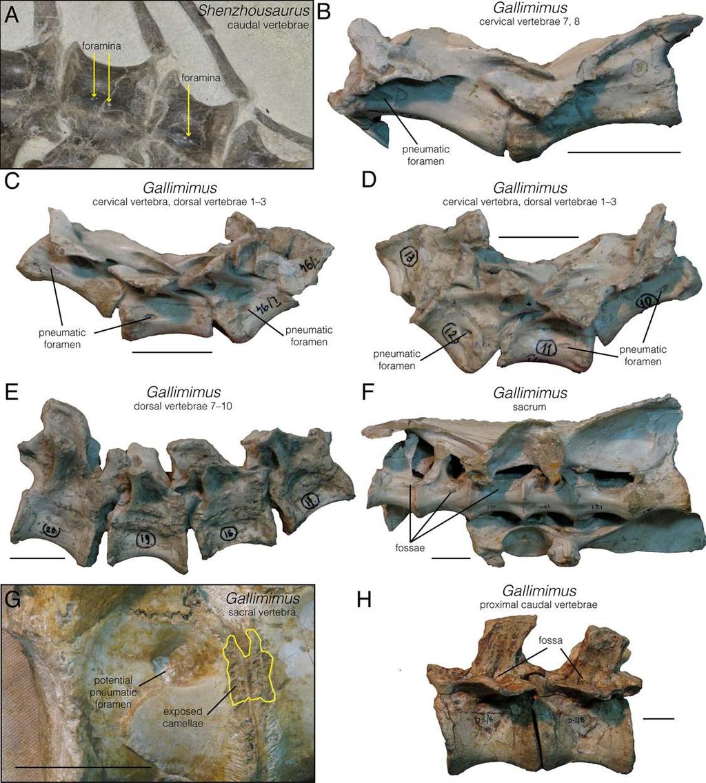 Fig 9. Select vertebrae highlighting the extent of pneumatic structures in Senzhousaurus and Gallimimus.