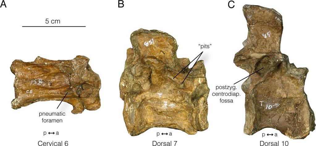 (ZPAL MgD-I/94), right lateral view; F, sacrum of Gallimimus (ZPAL MgD-I/94), left lateral view; G, articulated sacral vertebrae of Gallimimus (ZPAL MgD-I/ 29); H, proximal caudal vertebrae of