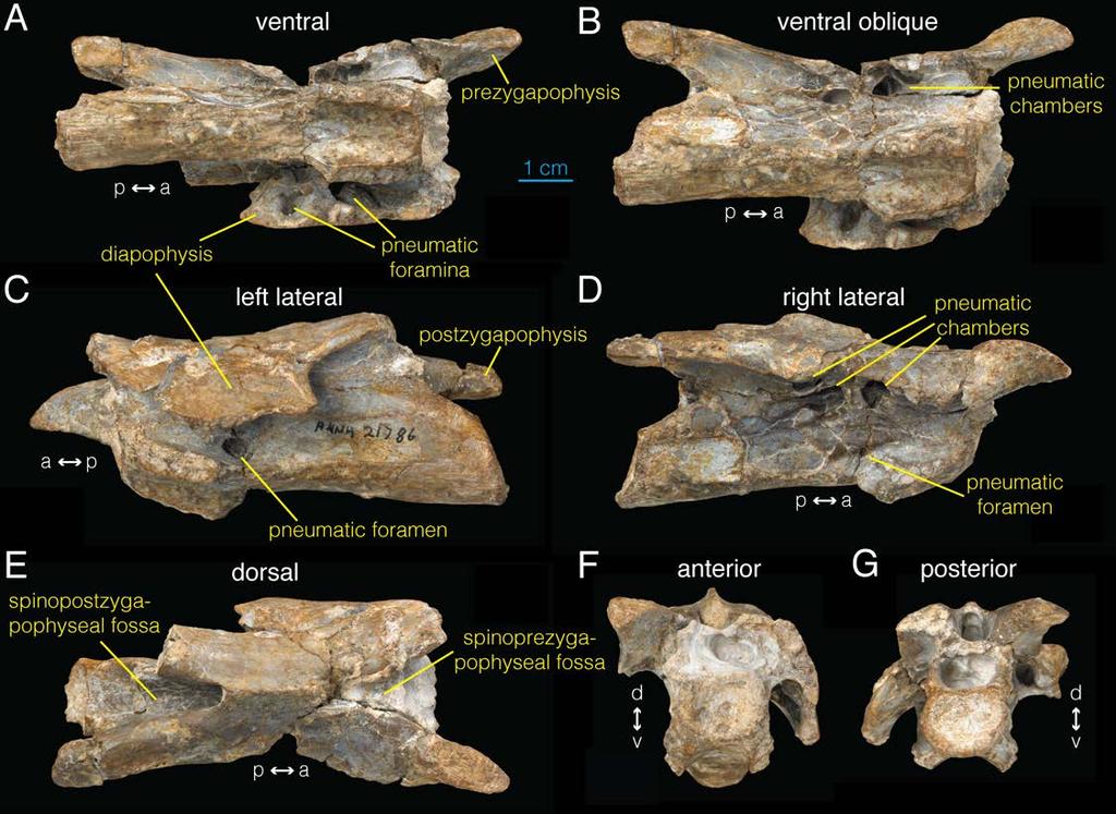 Fig 1. Postaxial cervical vertebra of Archaeornithomimus (AMNH FARB 21786). A, ventral; B, ventral oblique view; C, left lateral; D, right lateral; E, dorsal; F, anterior; G, posterior view. doi:10.