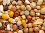 Basic Mixtures BREEDING SOY CRIBBS Breeding mixture for pigeons with French Cribbs maize and soy.