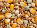 Basic Mixtures CENTENNIUM WITH BARLEY A beautifully versatile mixture for pigeons with barley and striped sunflower seeds. Can be fed right throughout the year.