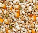The result was a mixture of high-quality grains, based on the principle paddy rice-white sorghum-safflower and with a high content of small cribbs maize, which guarantees a perfect absorption.