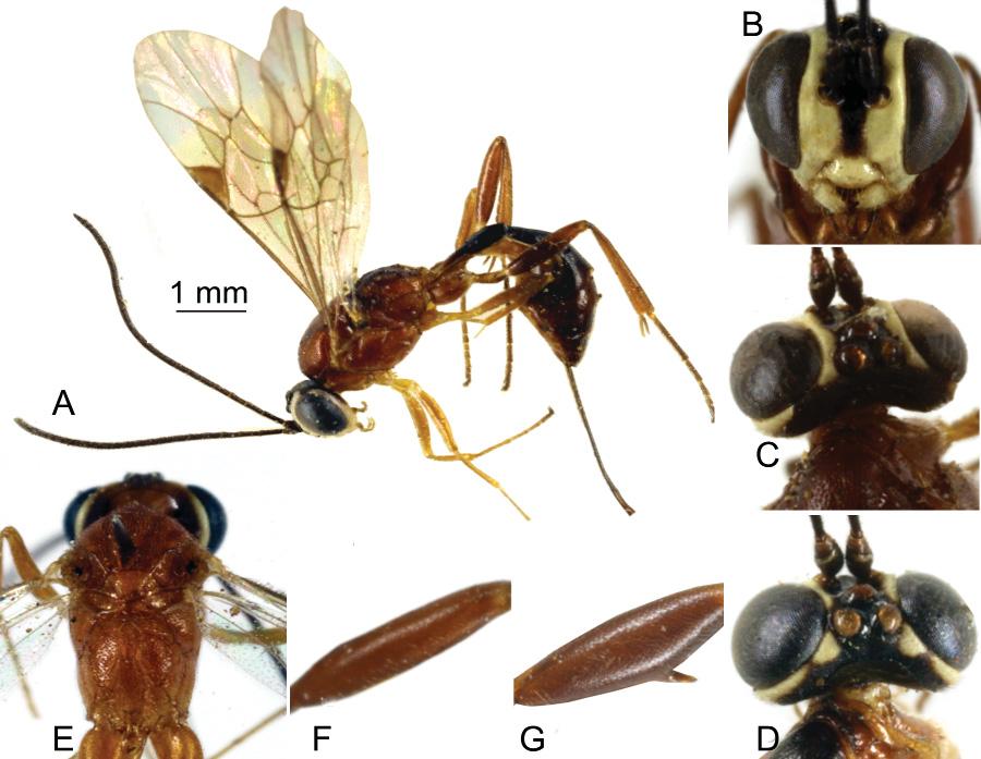 ROUSSE P., VILLEMANT C. & SEYRIG A., Pristomerus (Hymenoptera) in Madagascar less mid longitudinally infuscate. Darker specimens also bear black maculae on mesoscutum and propodeum.
