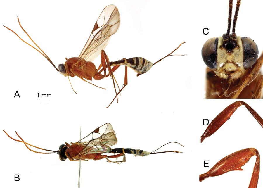 ROUSSE P., VILLEMANT C. & SEYRIG A., Pristomerus (Hymenoptera) in Madagascar HEAD. Strongly constricted behind eyes. Temple very short. Vertex finely granulate and sparsely punctate.