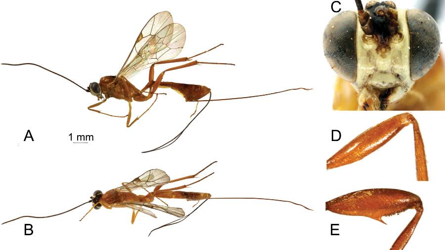 ROUSSE P., VILLEMANT C. & SEYRIG A., Pristomerus (Hymenoptera) in Madagascar smooth, slightly transverse. Mandible stout and moderately long, malar line rather short.