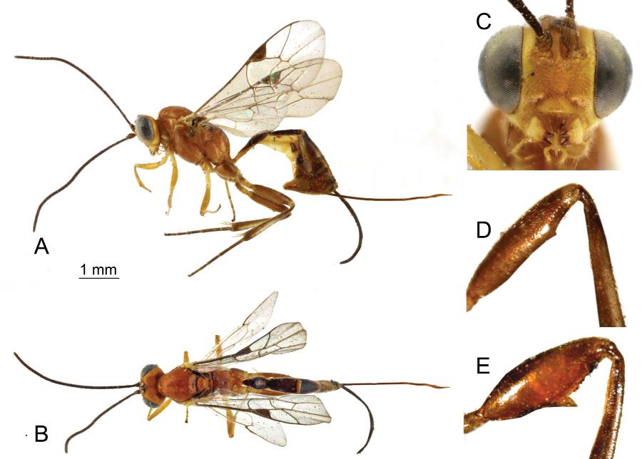 ROUSSE P., VILLEMANT C. & SEYRIG A., Pristomerus (Hymenoptera) in Madagascar Differential diagnosis Species closely related to P.