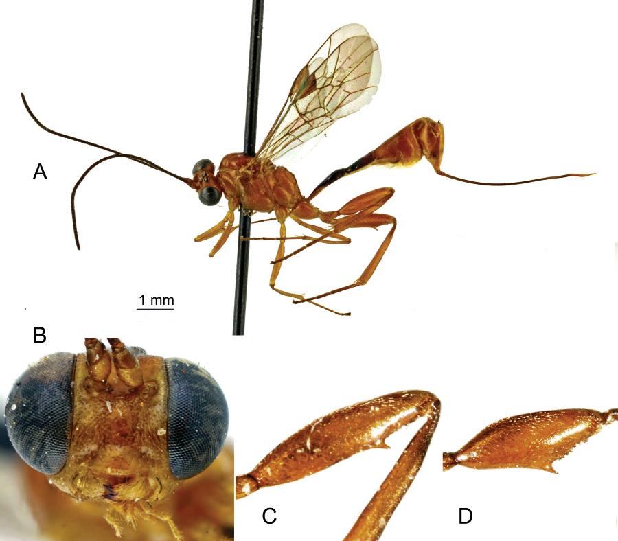 ROUSSE P., VILLEMANT C. & SEYRIG A., Pristomerus (Hymenoptera) in Madagascar Paratypes MADAGASCAR: 39, 10 (MNHN EY3754 3816), same locality, Sep. and Dec. 1930, Jan., Feb. and Apr.
