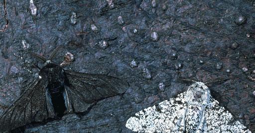 Another example of adaptation is the peppered moth. It is shown in the pictures above.