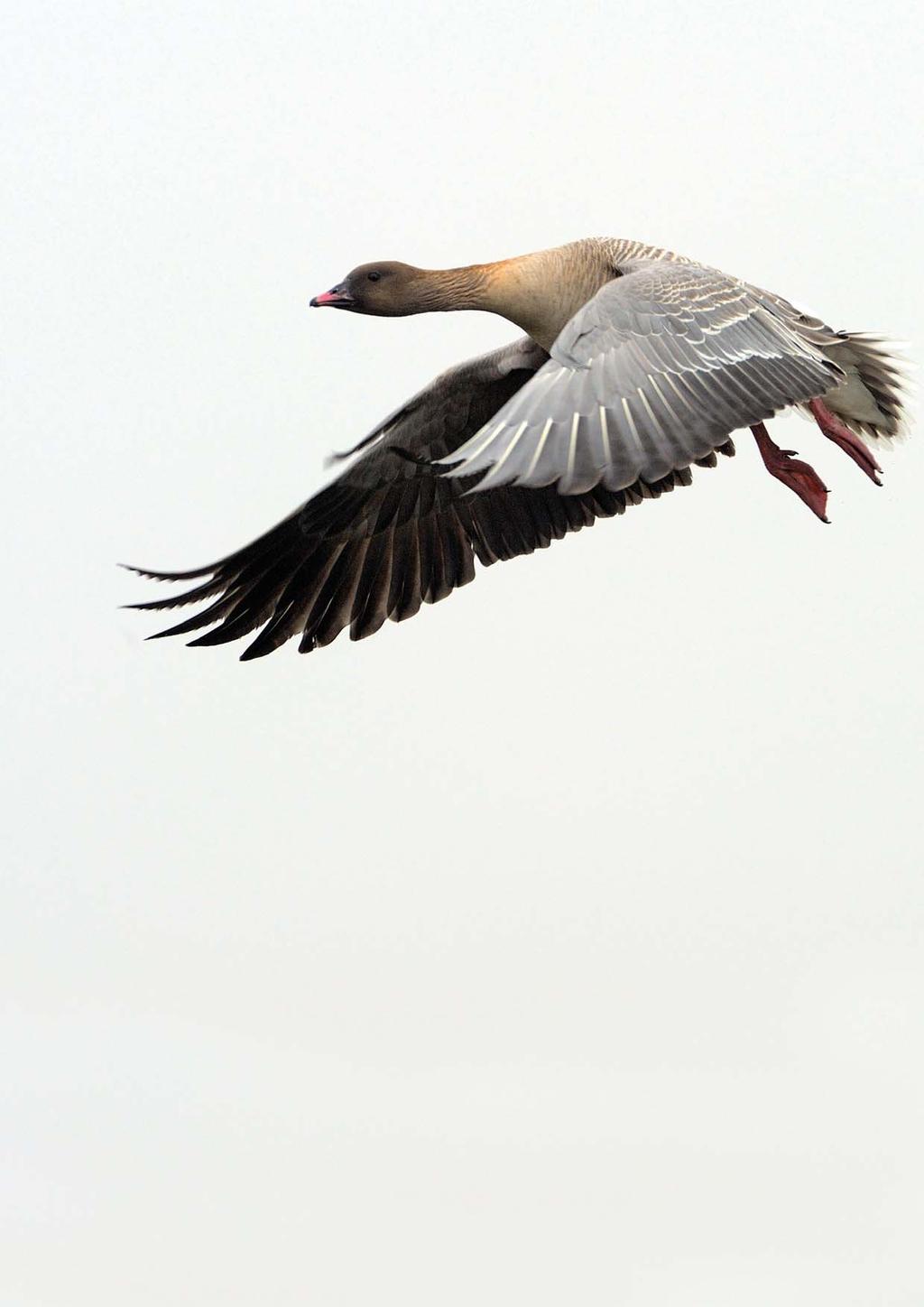 SVALBARD PINK-FOOTED GOOSE Population Status Report 2012-2013 Technical Report from DCE Danish Centre