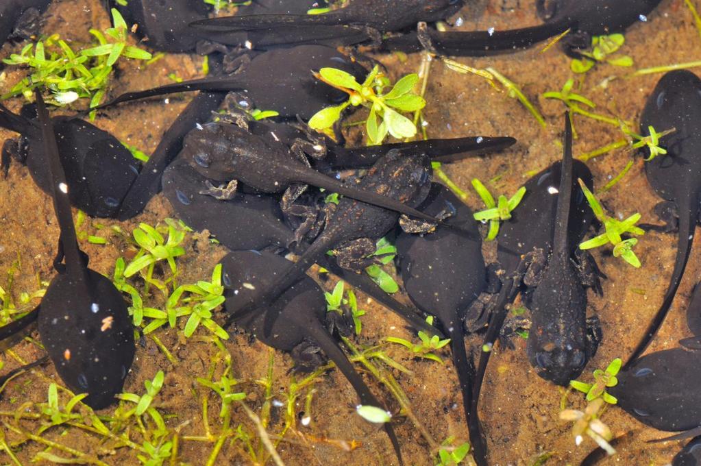 tadpoles black slow-moving